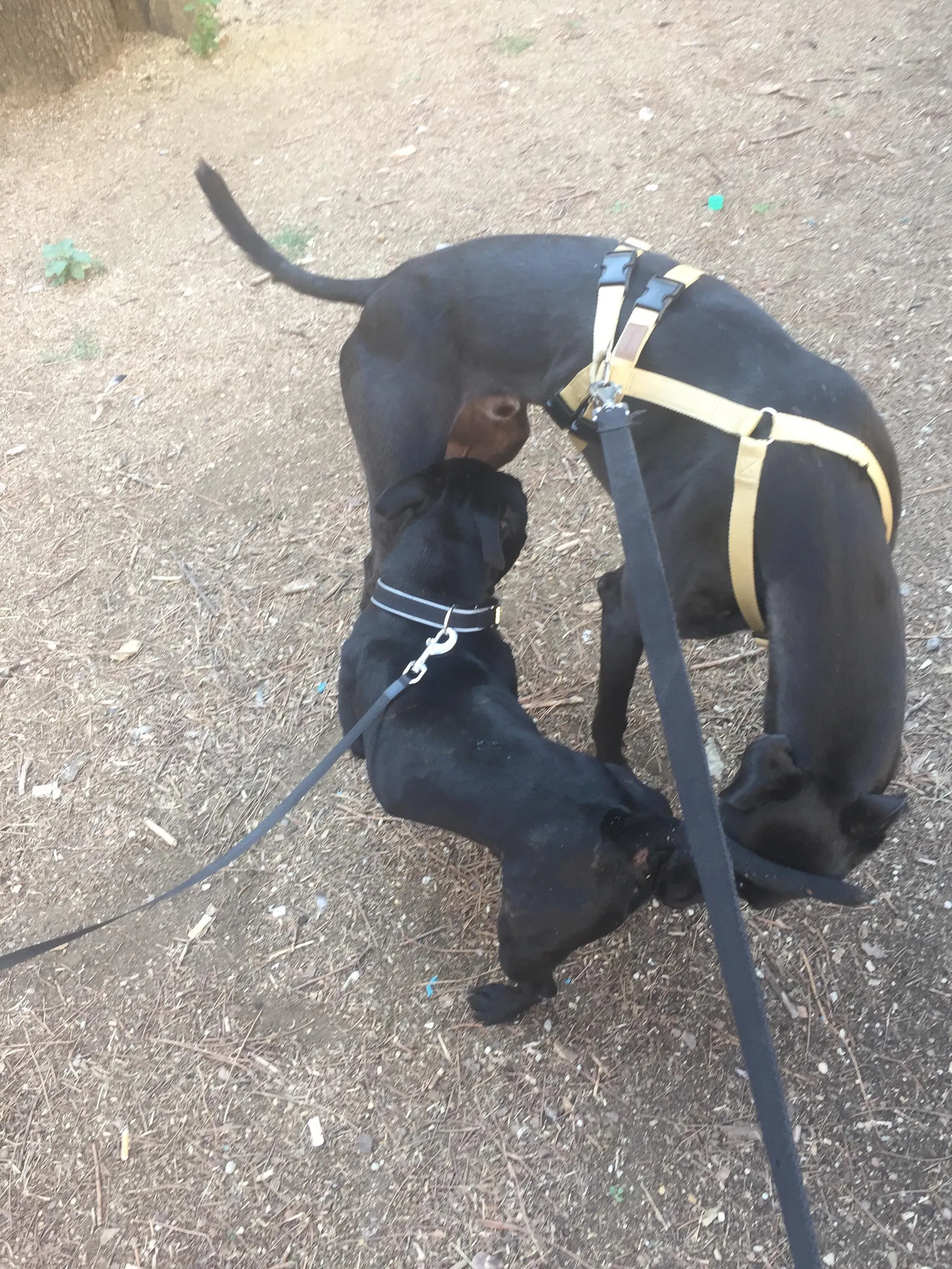 Murt greyhoundrescue adozionelevrieri 04