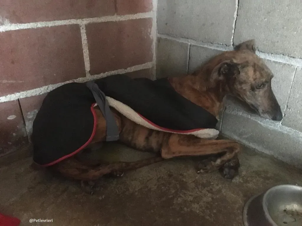 Mylo Galgo Adozione speciale levrieri Mylo non lo sa