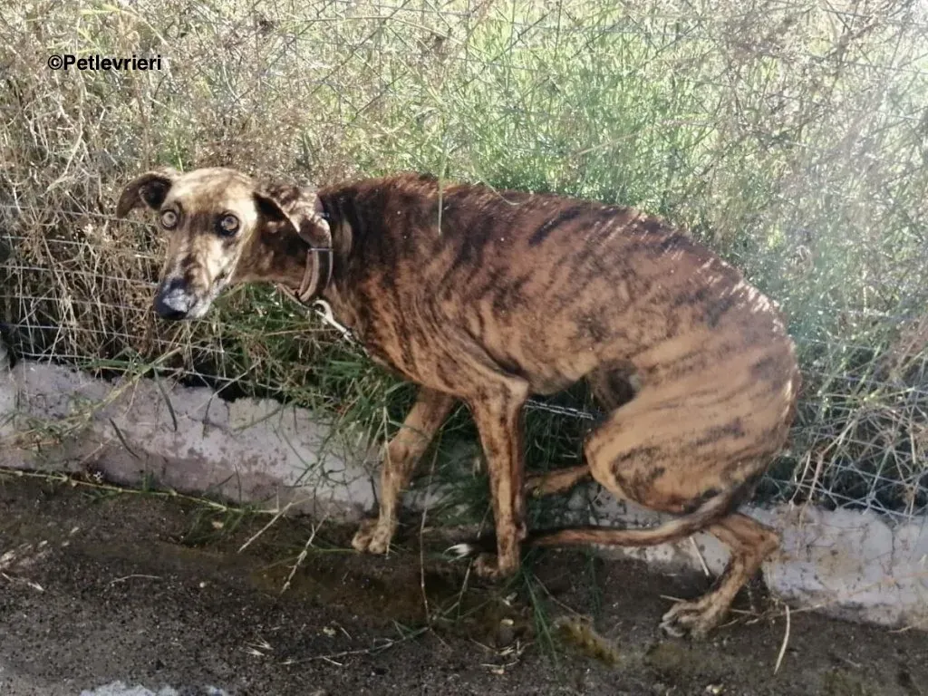 Mylo adozione levrieri galgo 1