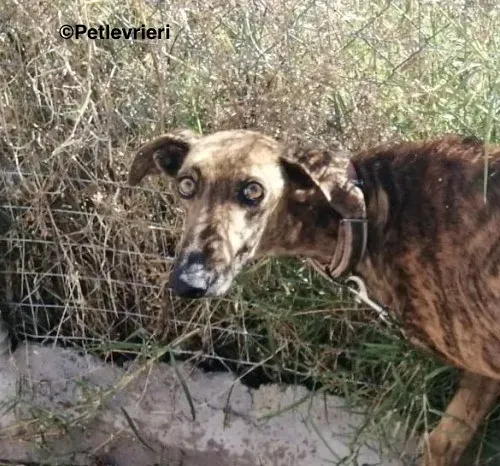 Mylo adozione levrieri galgo 3