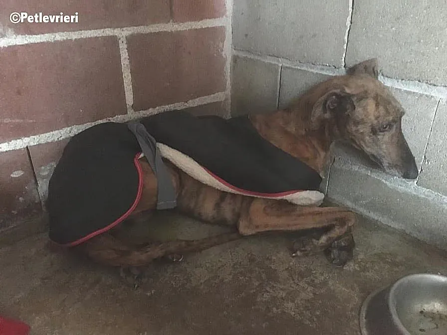 Mylo adozione levrieri galgo 4