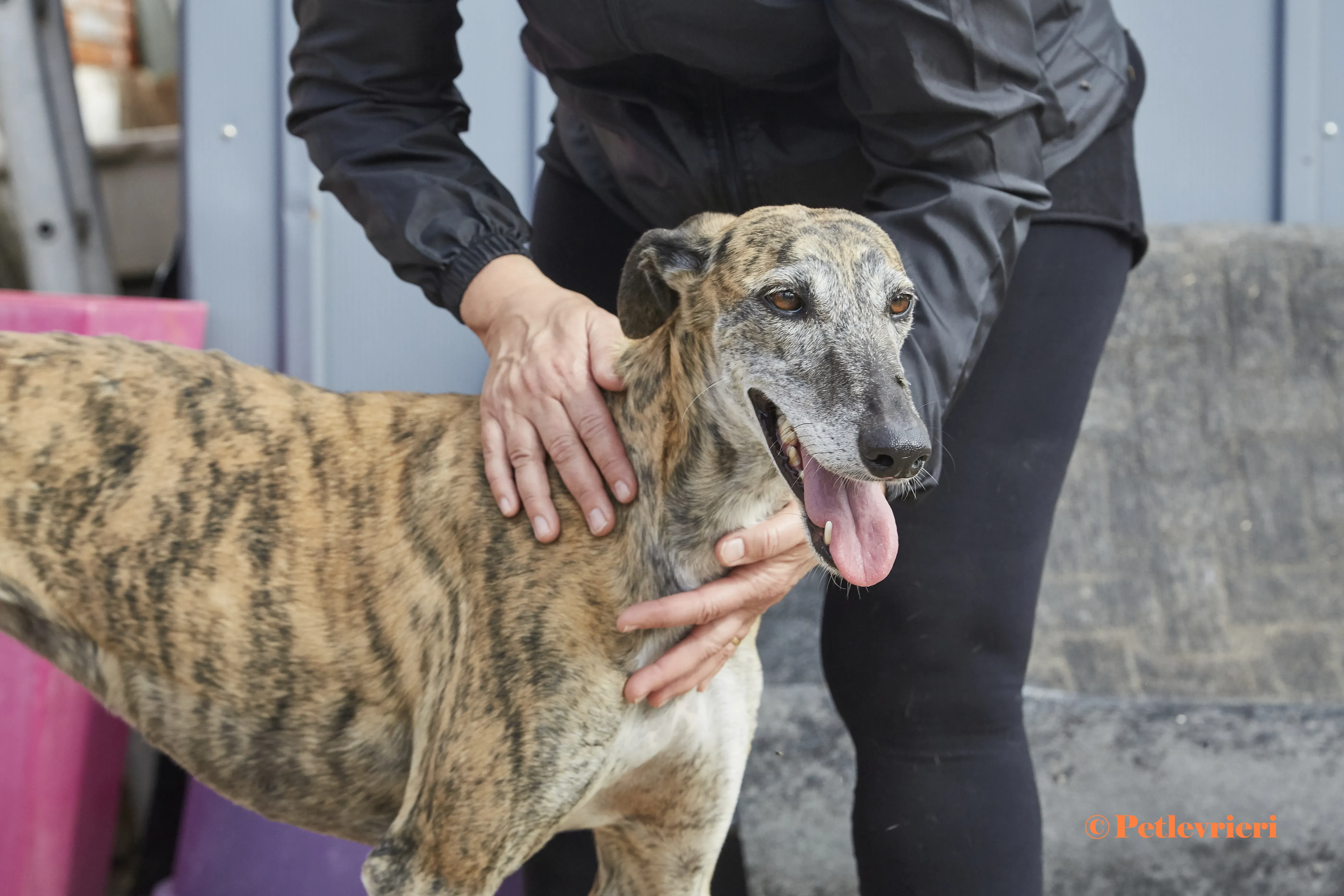 Myra galgo adozione pet levrieri onlus 1 1