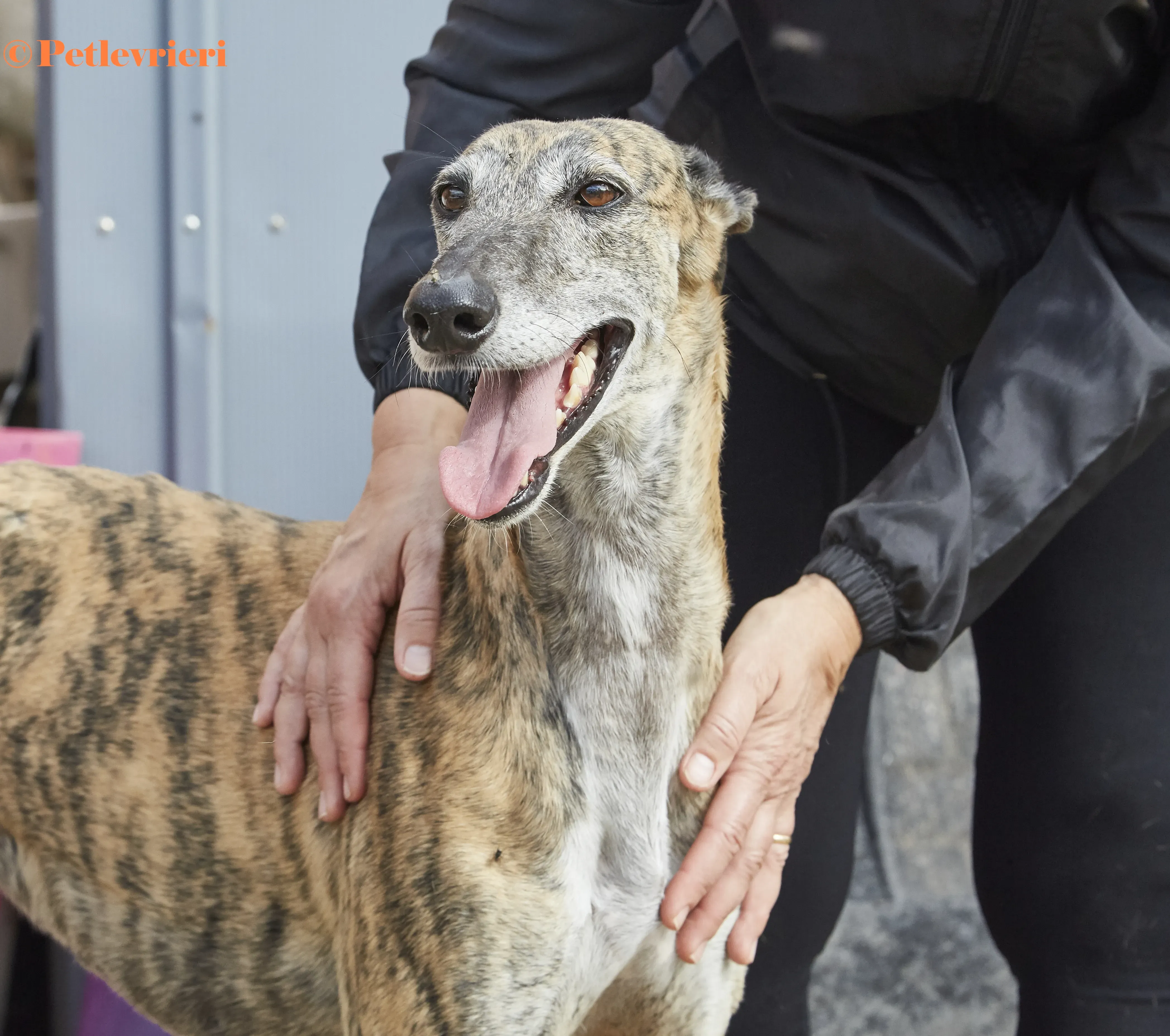 Myra galgo adozione pet levrieri onlus 2 1