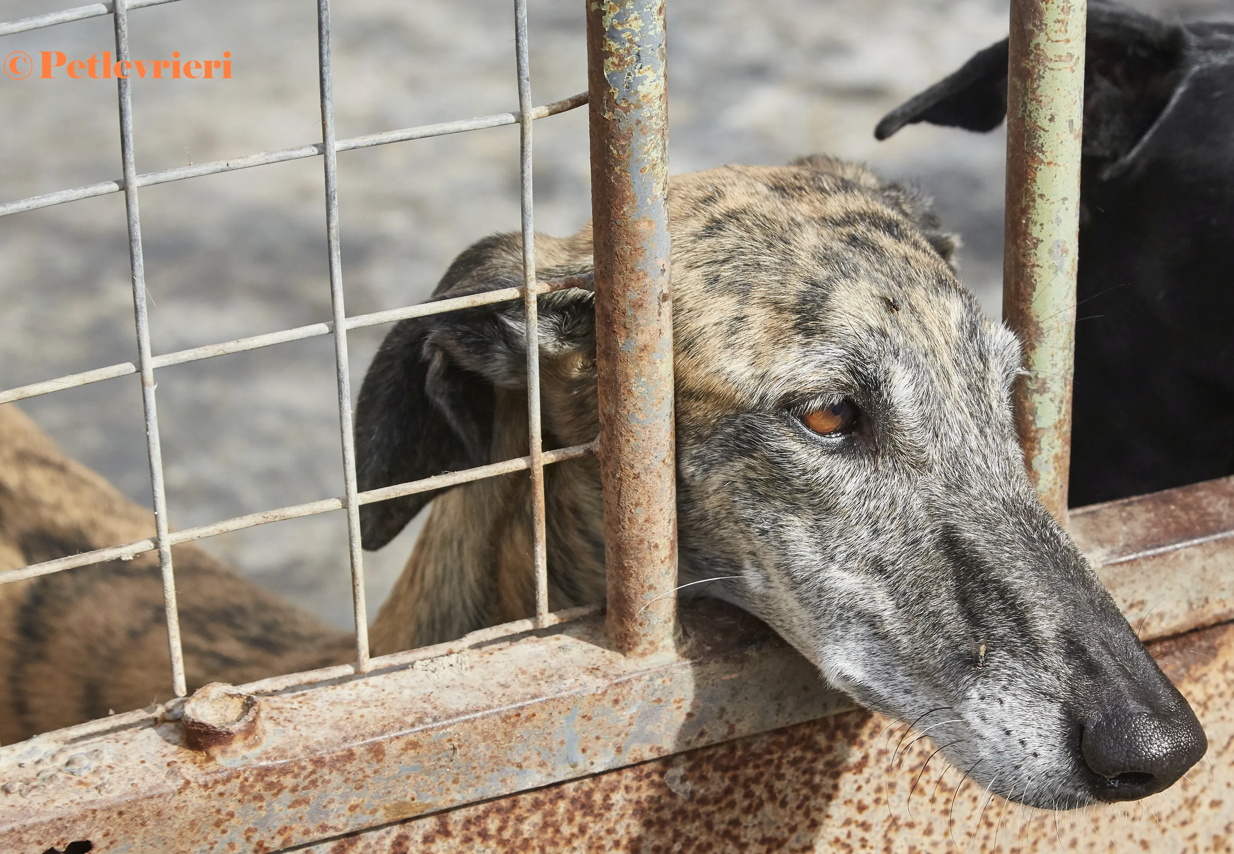 Myra galgo adozione pet levrieri onlus 3 2