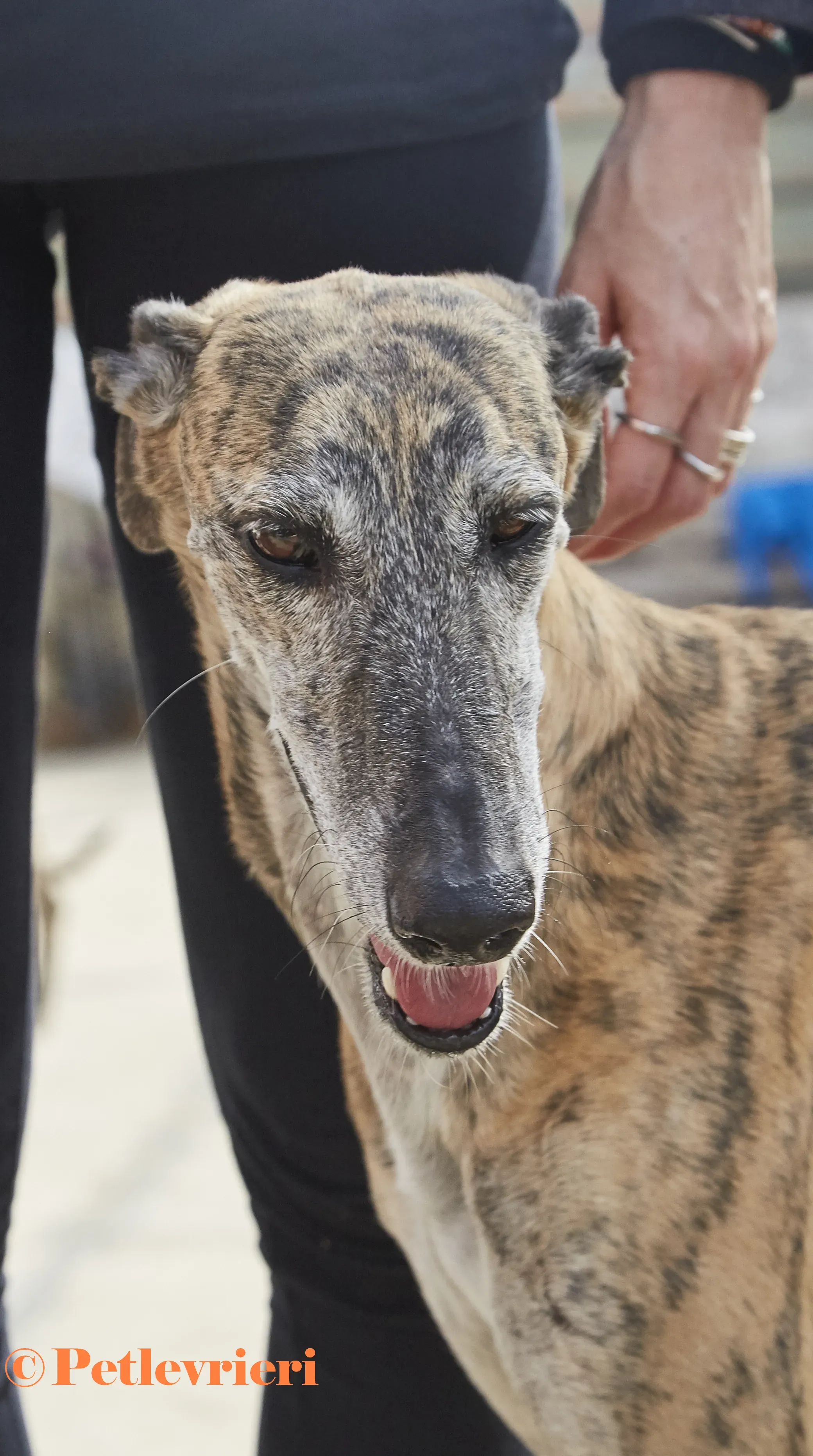 Myra galgo adozione pet levrieri onlus 4 1