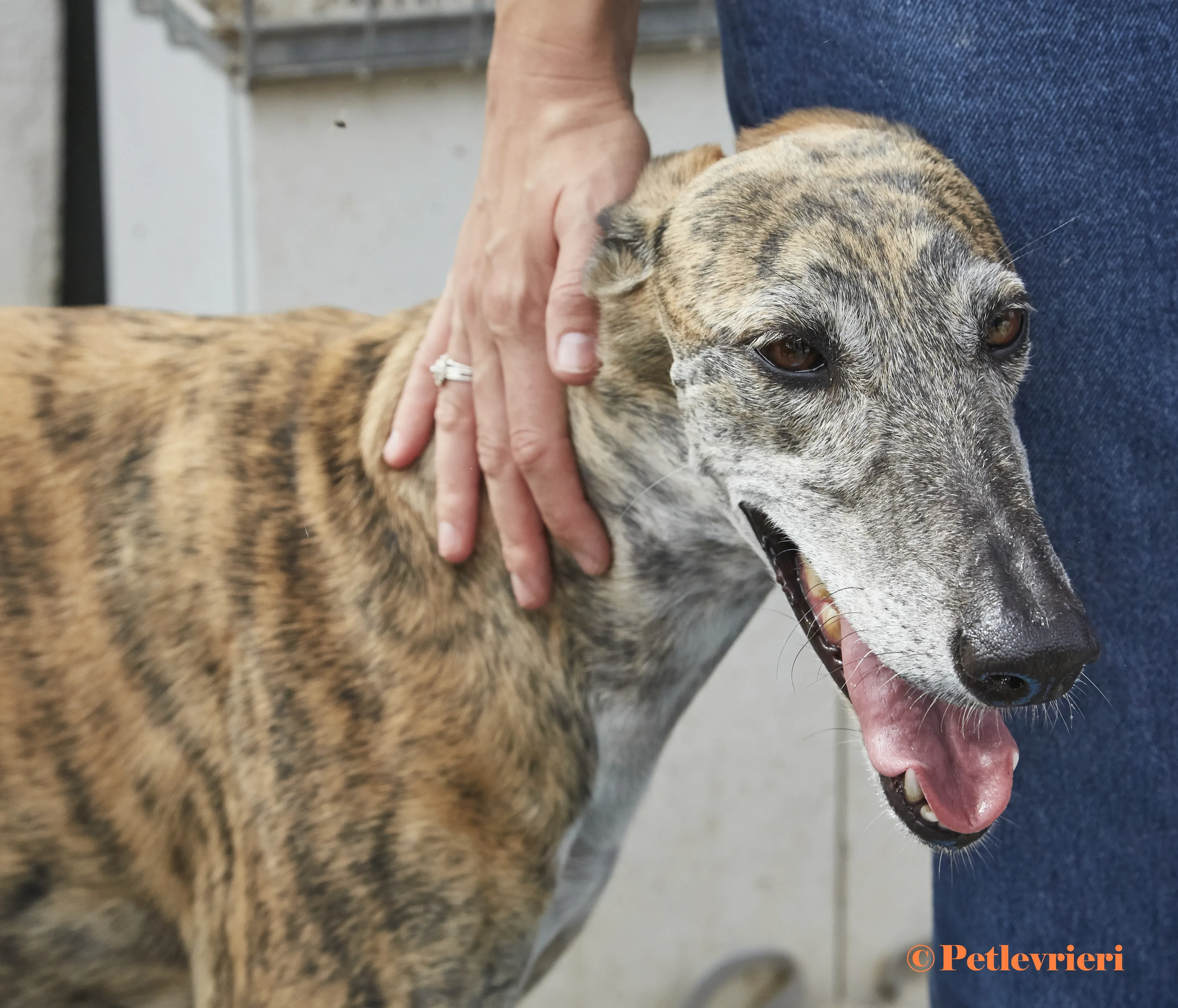 Myra galgo adozione pet levrieri onlus 5 1