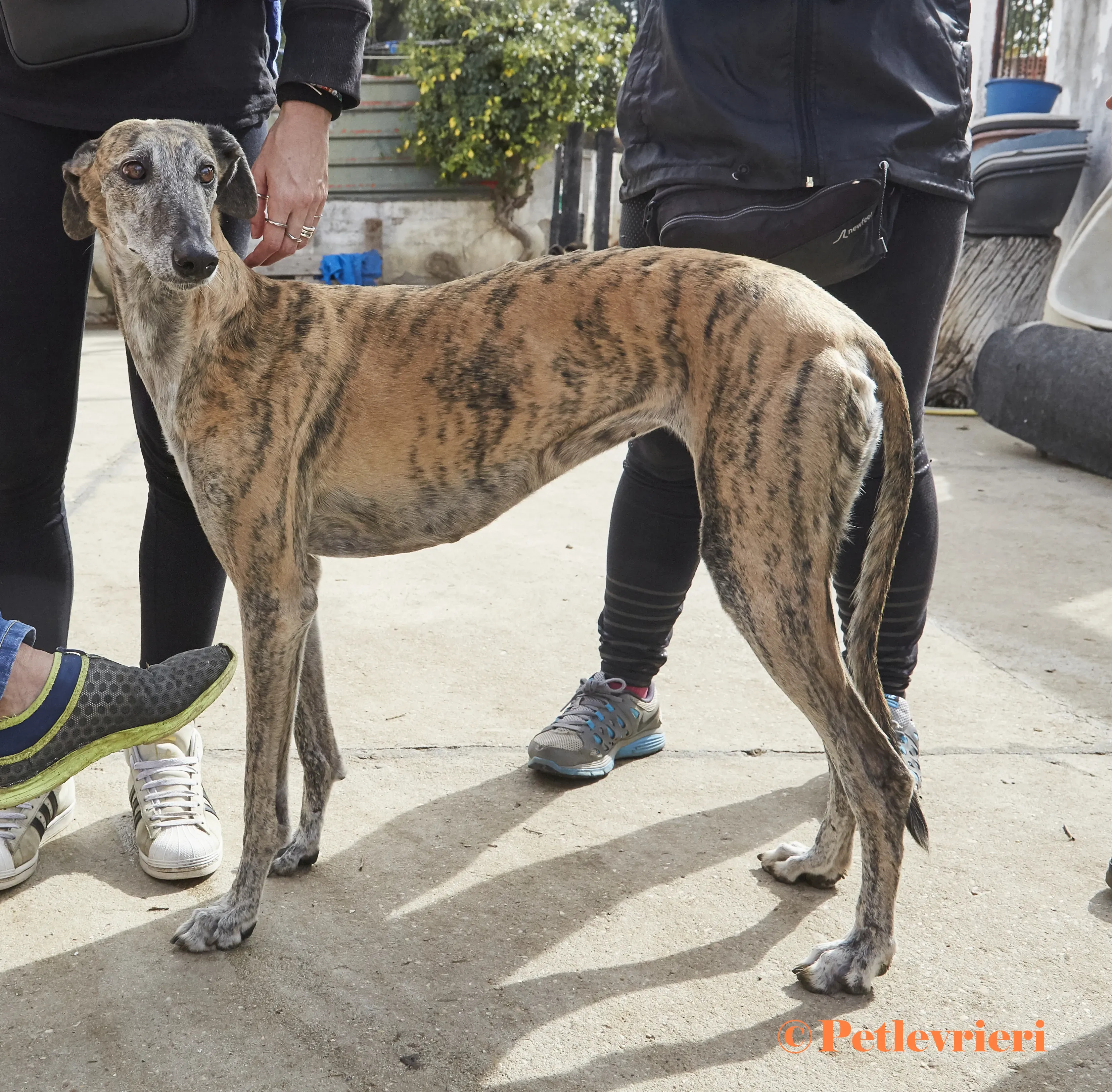 Myra galgo adozione pet levrieri onlus 6