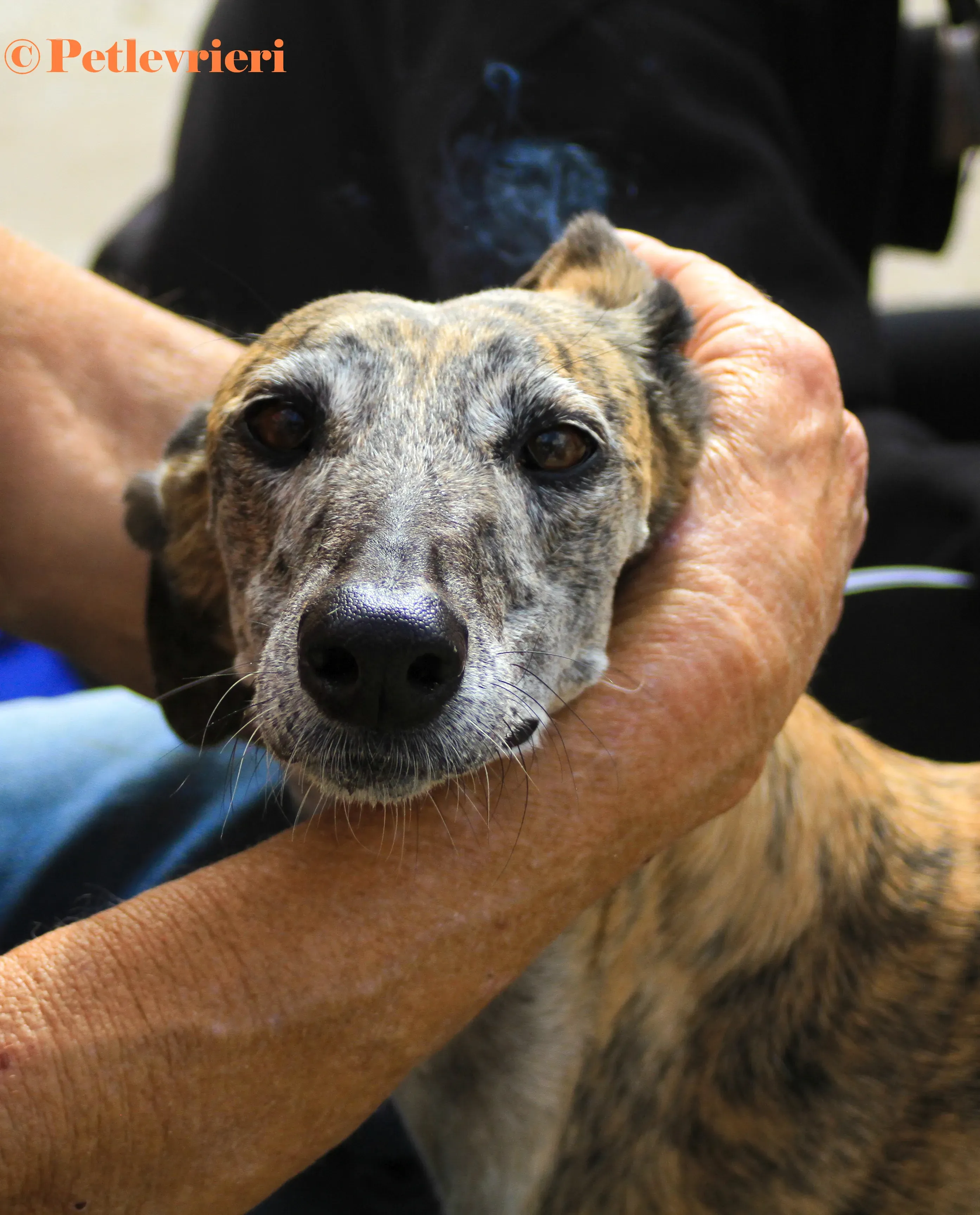 Myra galgo adozione pet levrieri onlus 7