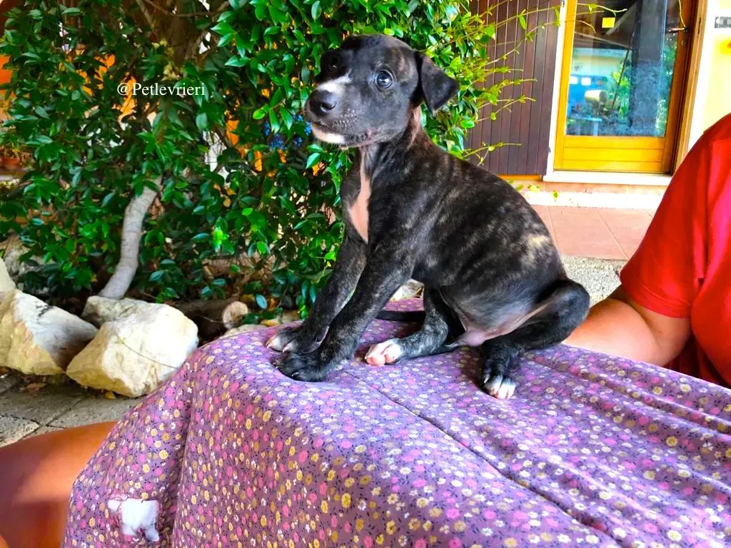 NADAL adozione levrieri galgo 1