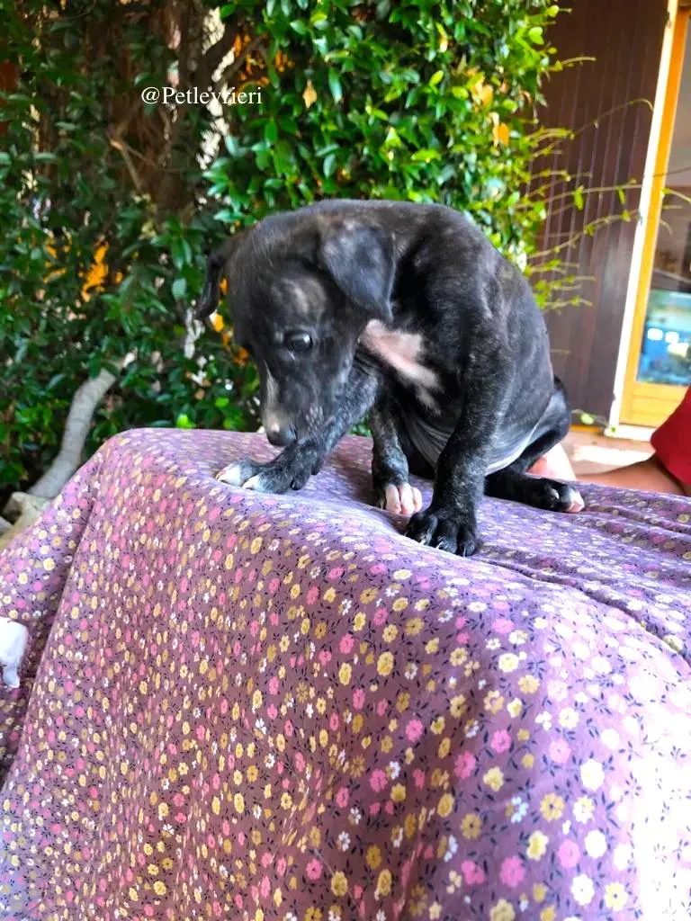 NADAL adozione levrieri galgo 3