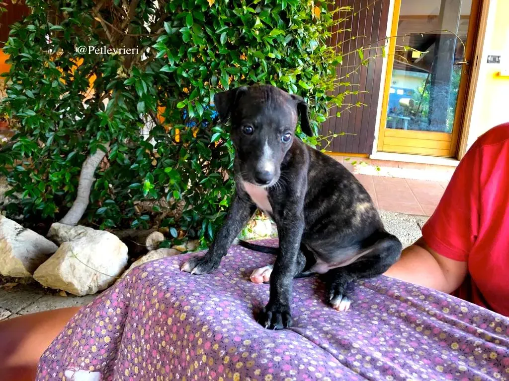 NADAL adozione levrieri galgo 4