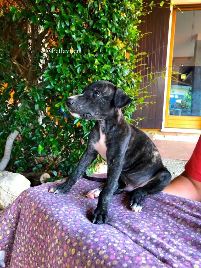 NADAL galgo adozione levrieri 1