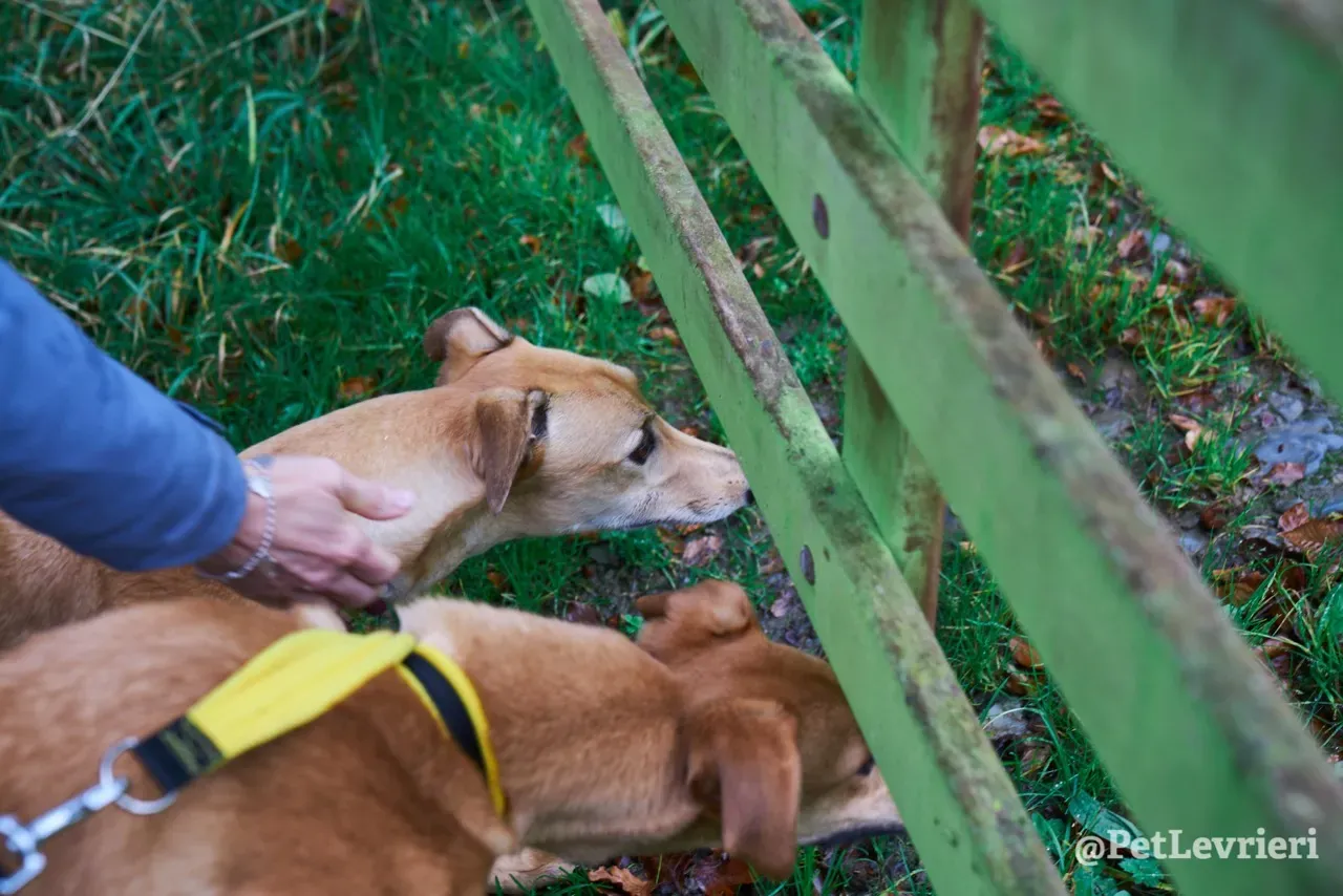 NALA pet levrieri greyhound10