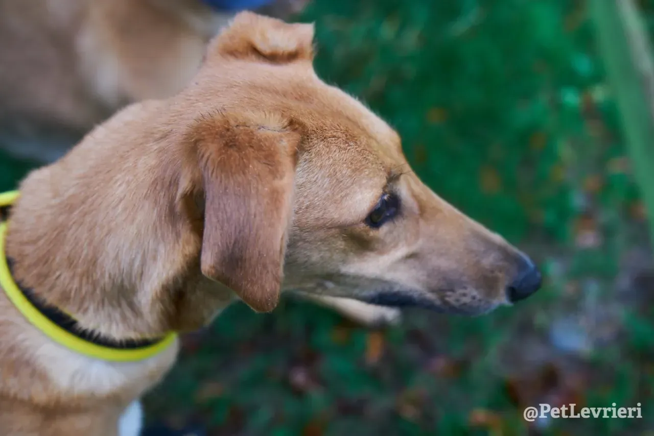 NALA pet levrieri greyhound11