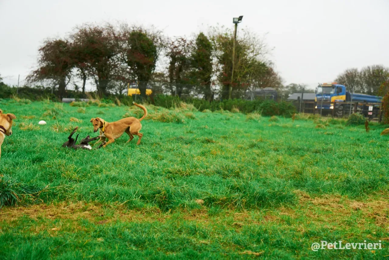 NALA pet levrieri greyhound12