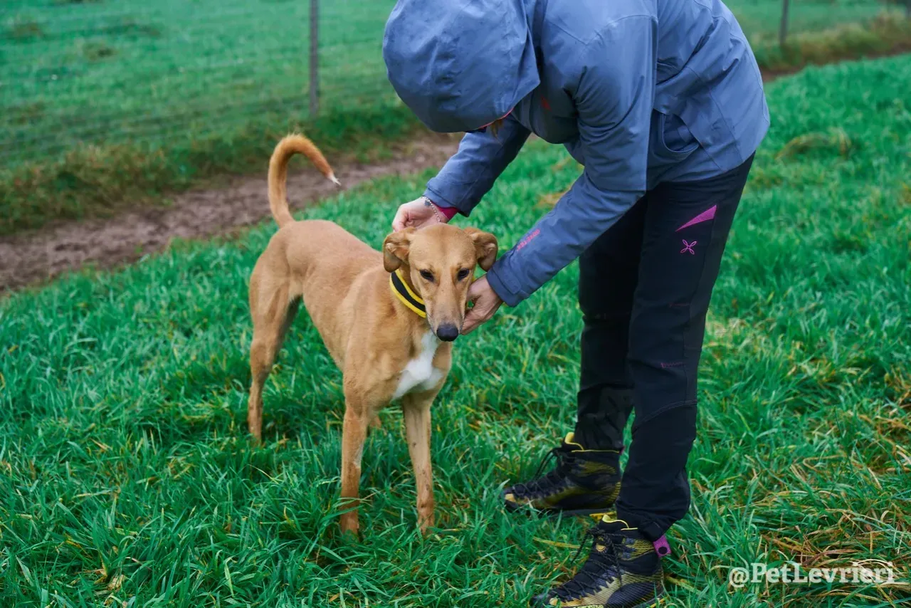NALA pet levrieri greyhound13