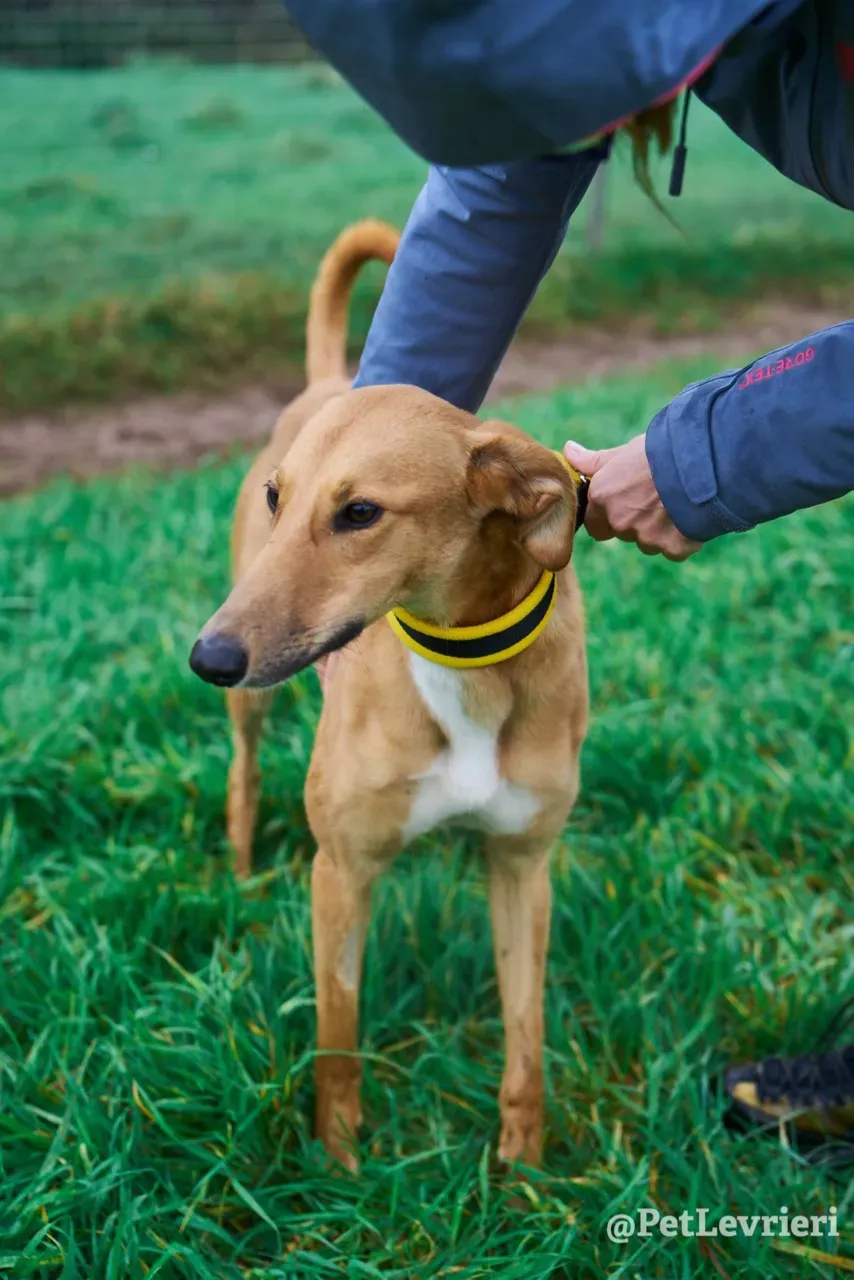 NALA pet levrieri greyhound14