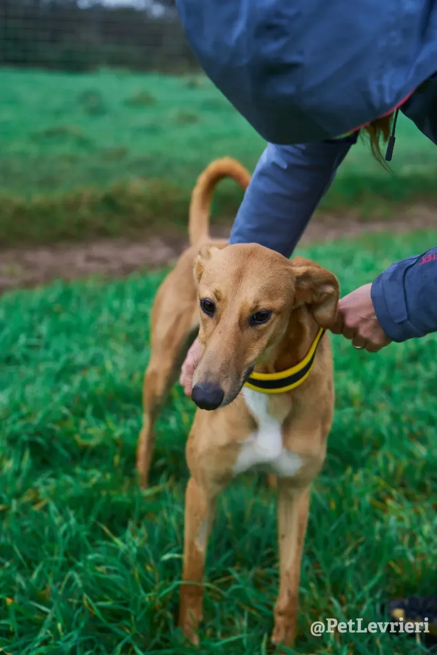 NALA pet levrieri greyhound15