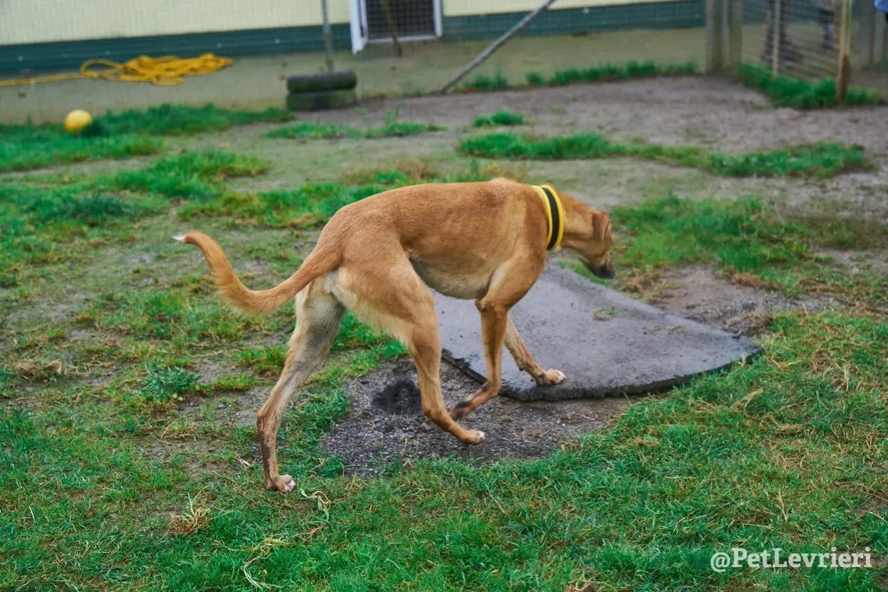 NALA pet levrieri greyhound16