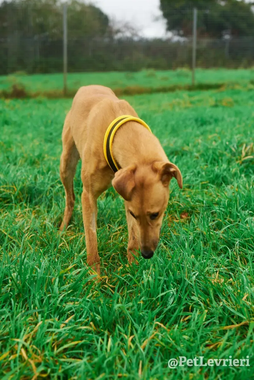 NALA pet levrieri greyhound17