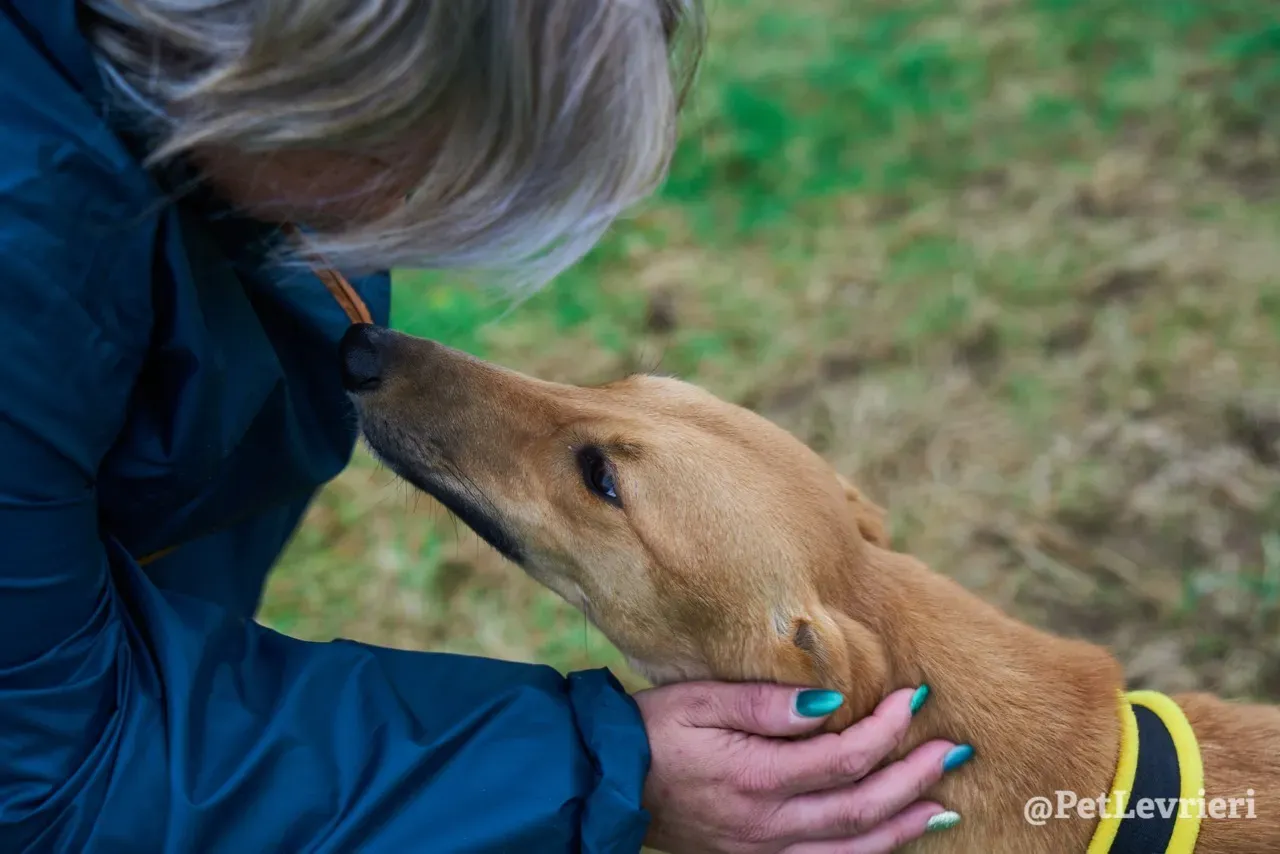 NALA pet levrieri greyhound18