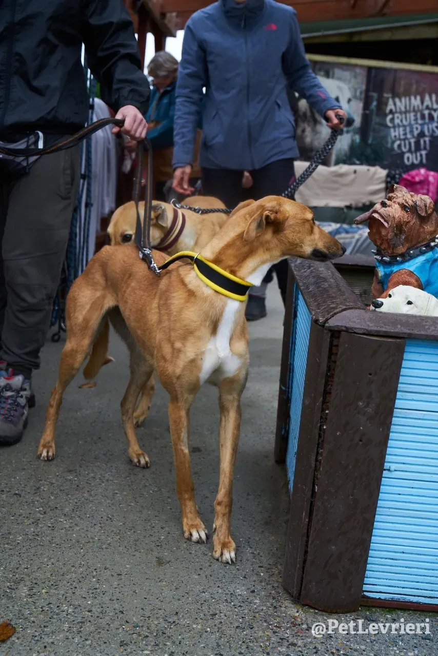 NALA pet levrieri greyhound2