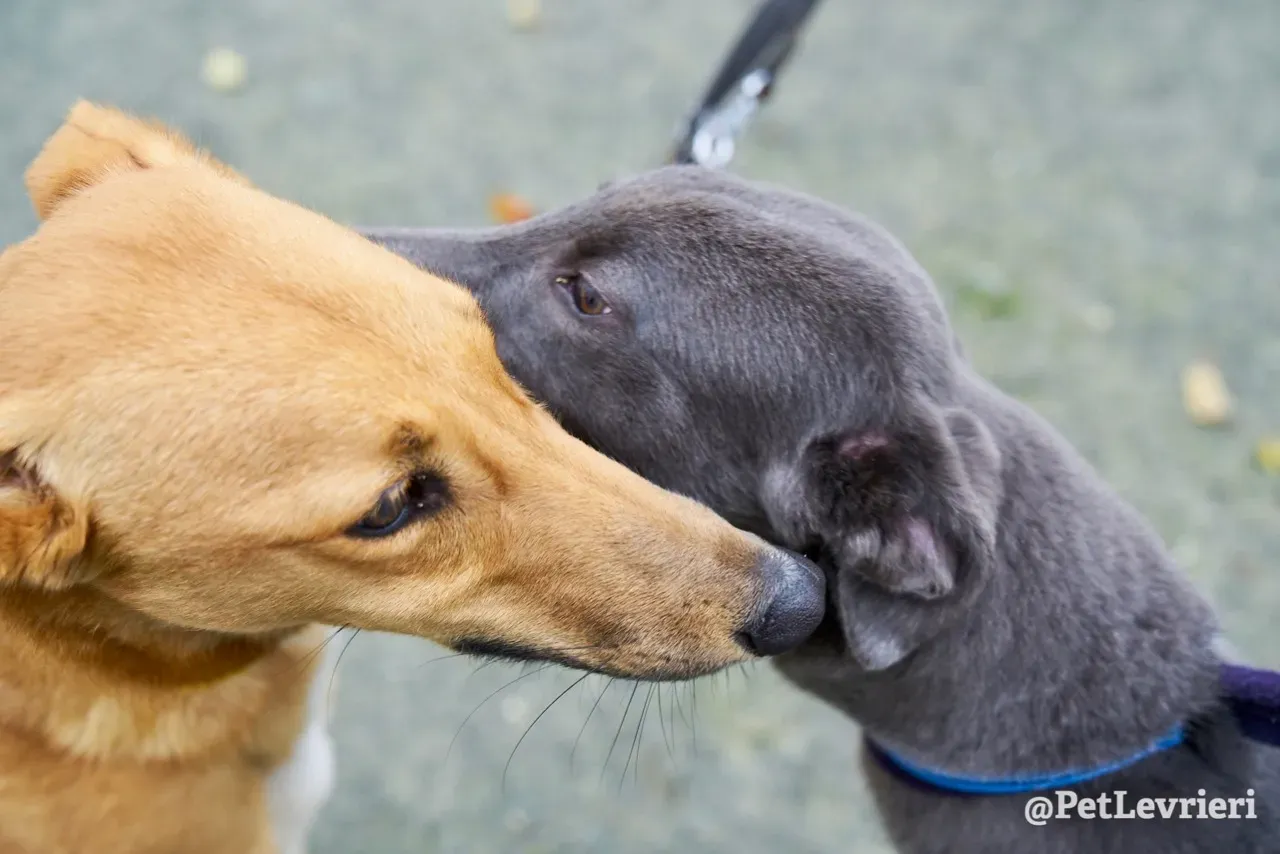 NALA pet levrieri greyhound3