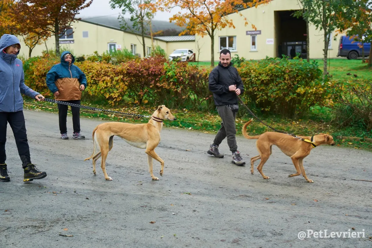 NALA pet levrieri greyhound4