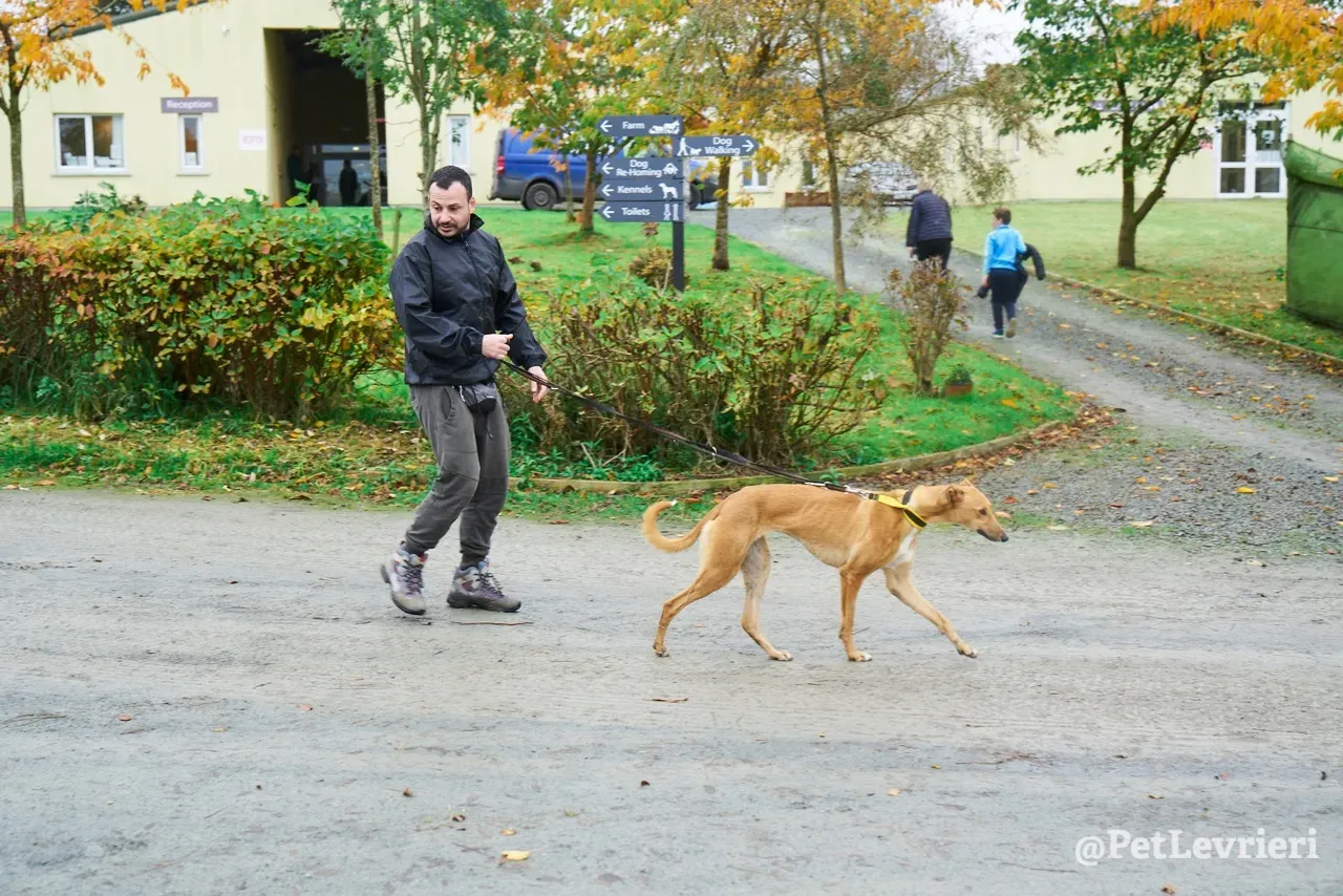 NALA pet levrieri greyhound5