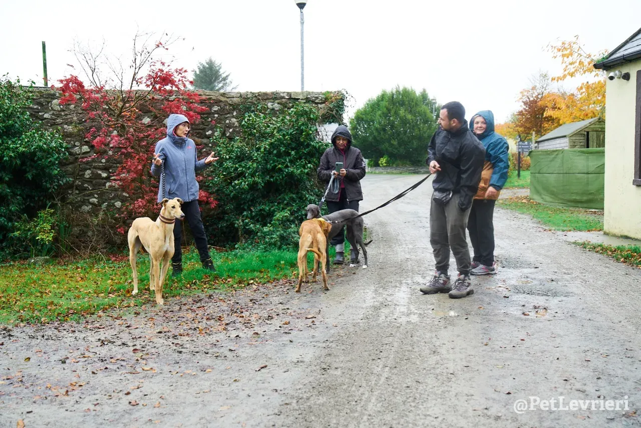 NALA pet levrieri greyhound6