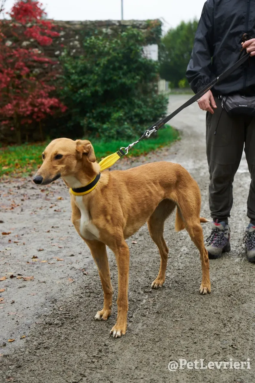 NALA pet levrieri greyhound7