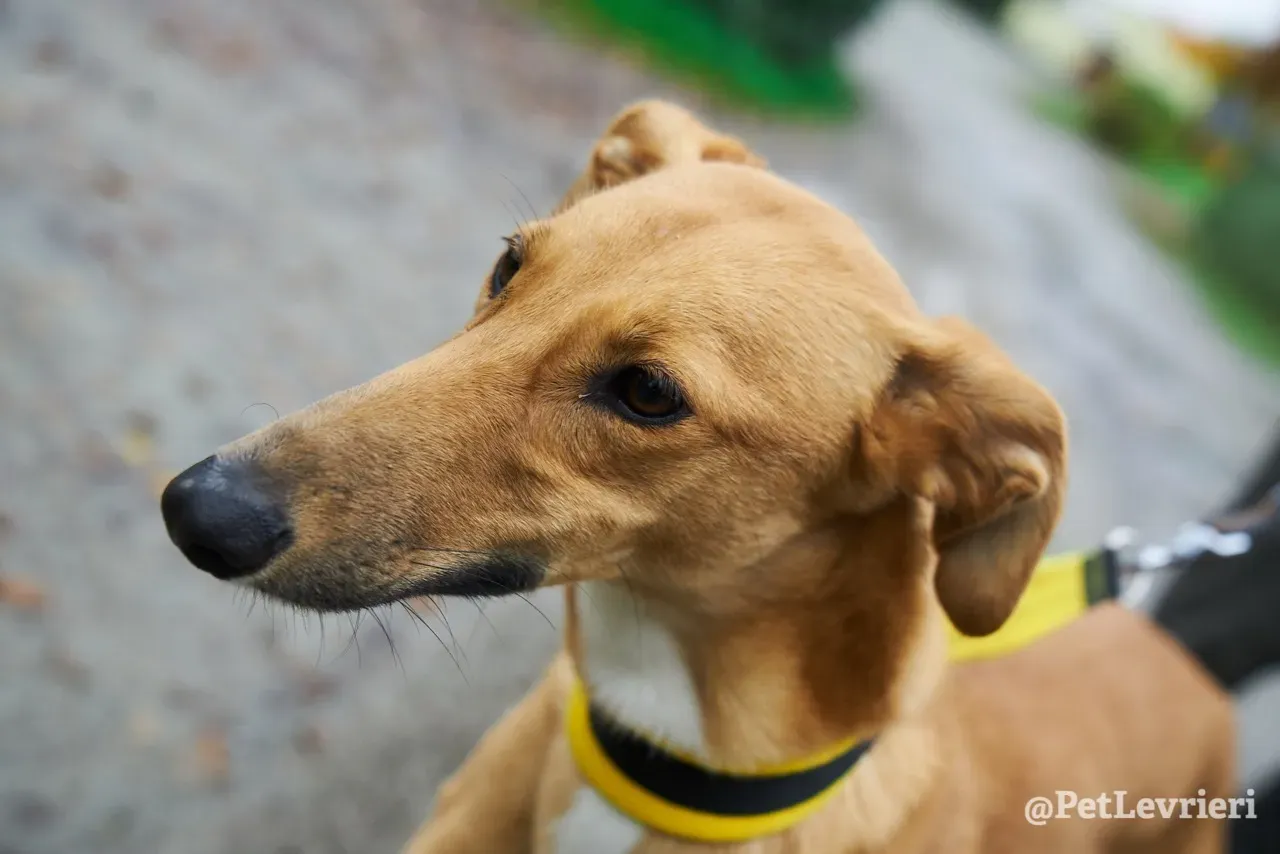 NALA pet levrieri greyhound8