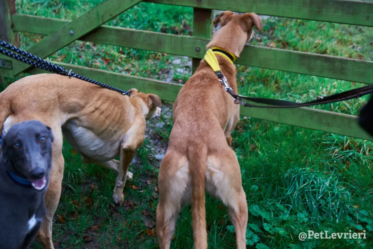 NALA pet levrieri greyhound9