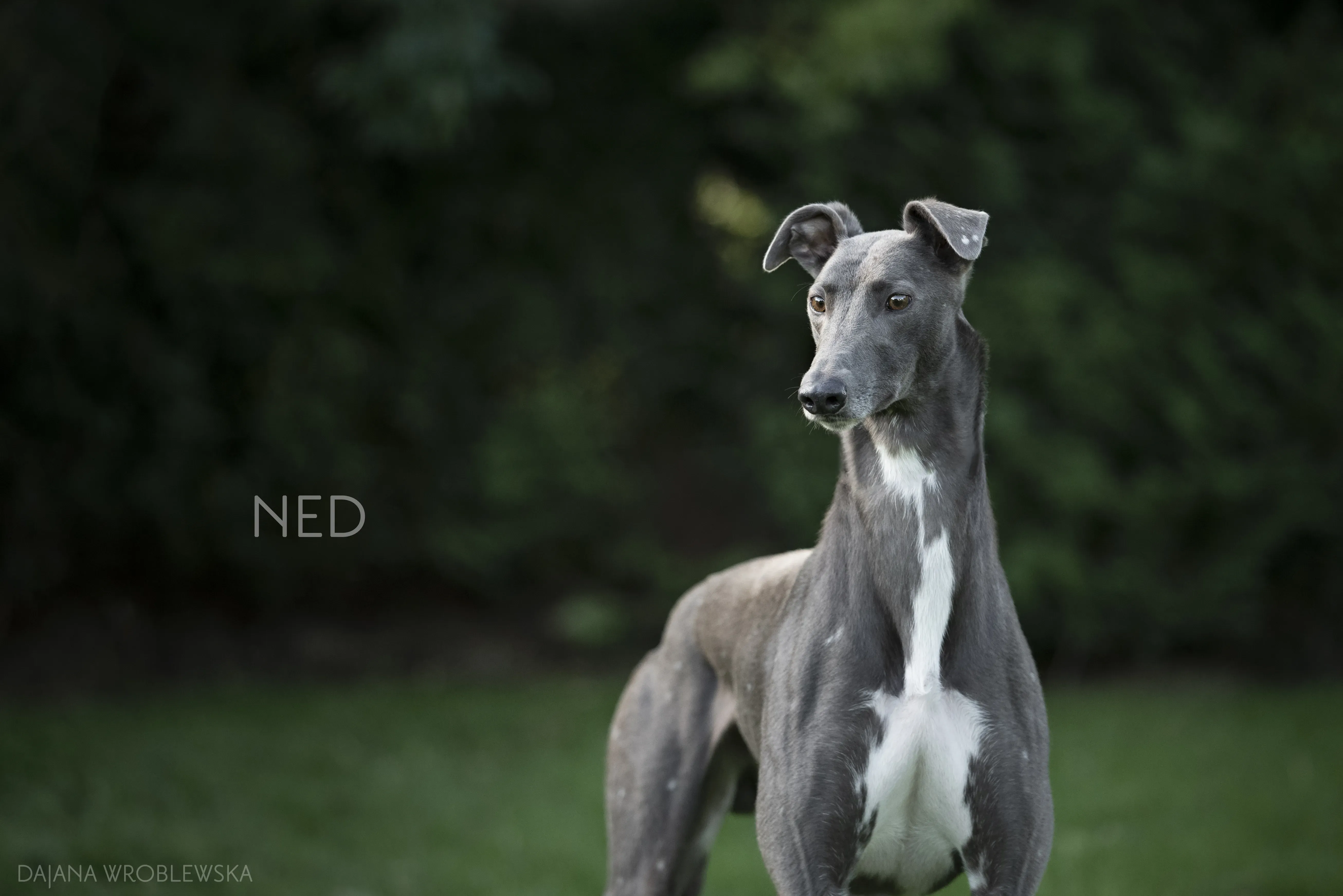 NED greyhound pet levrieri