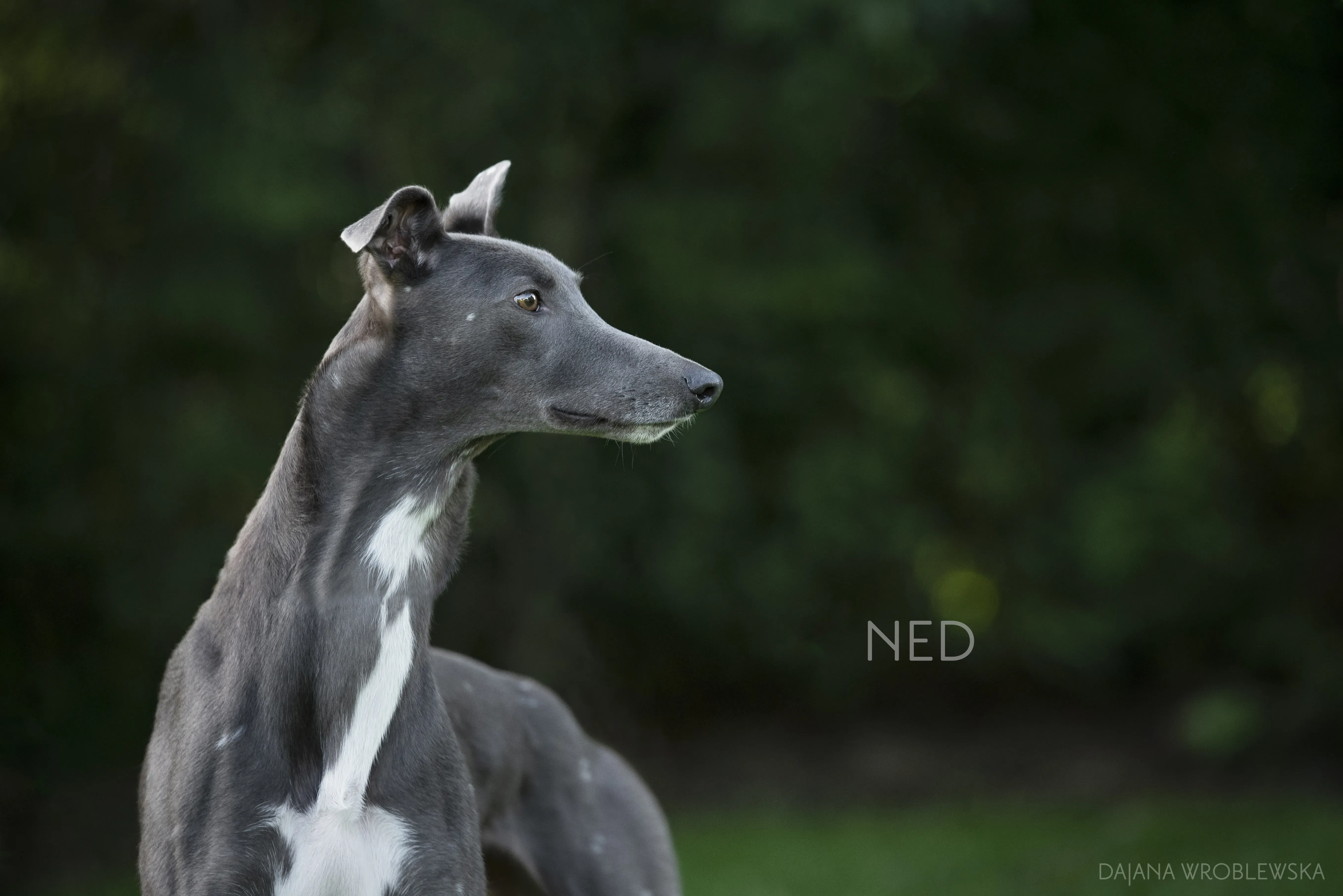 NED greyhound pet levrieri1