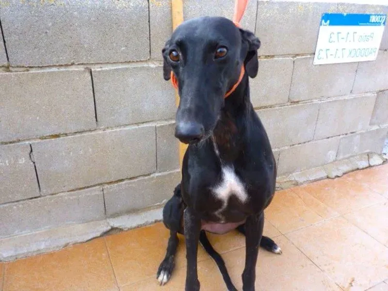 NEGRITA100 e1517430845601