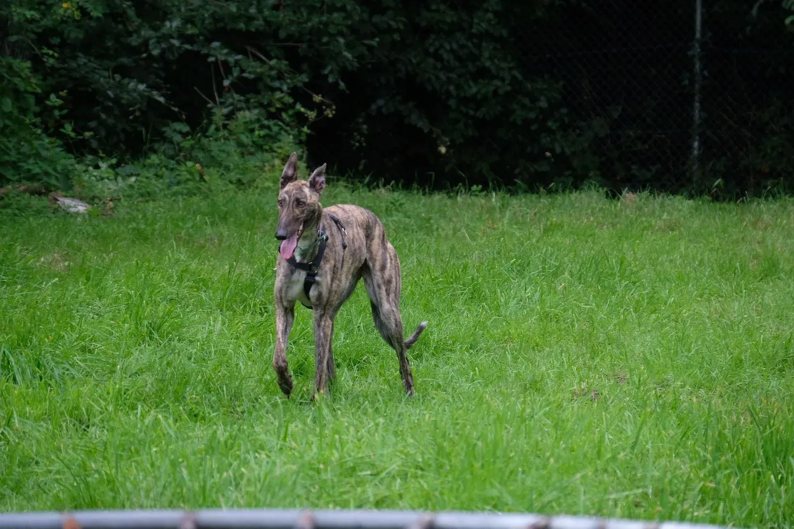 Nadal Greyhound Adozione levrieri 2