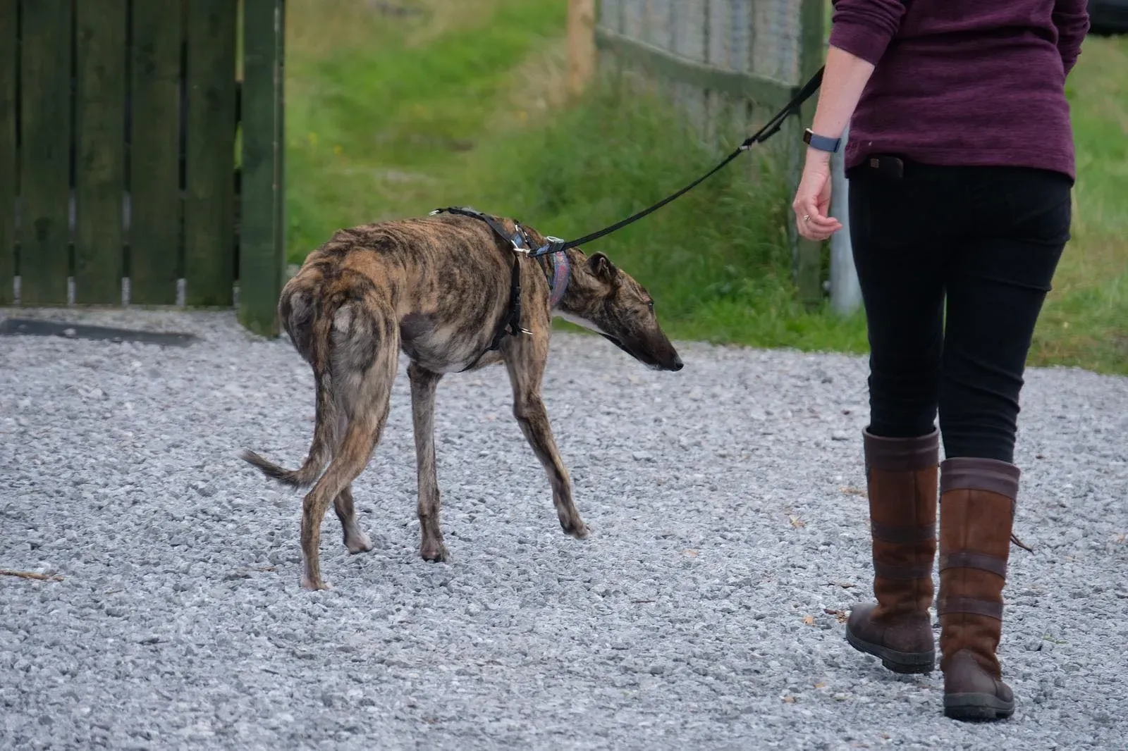 Nadal Greyhound Adozione levrieri 3