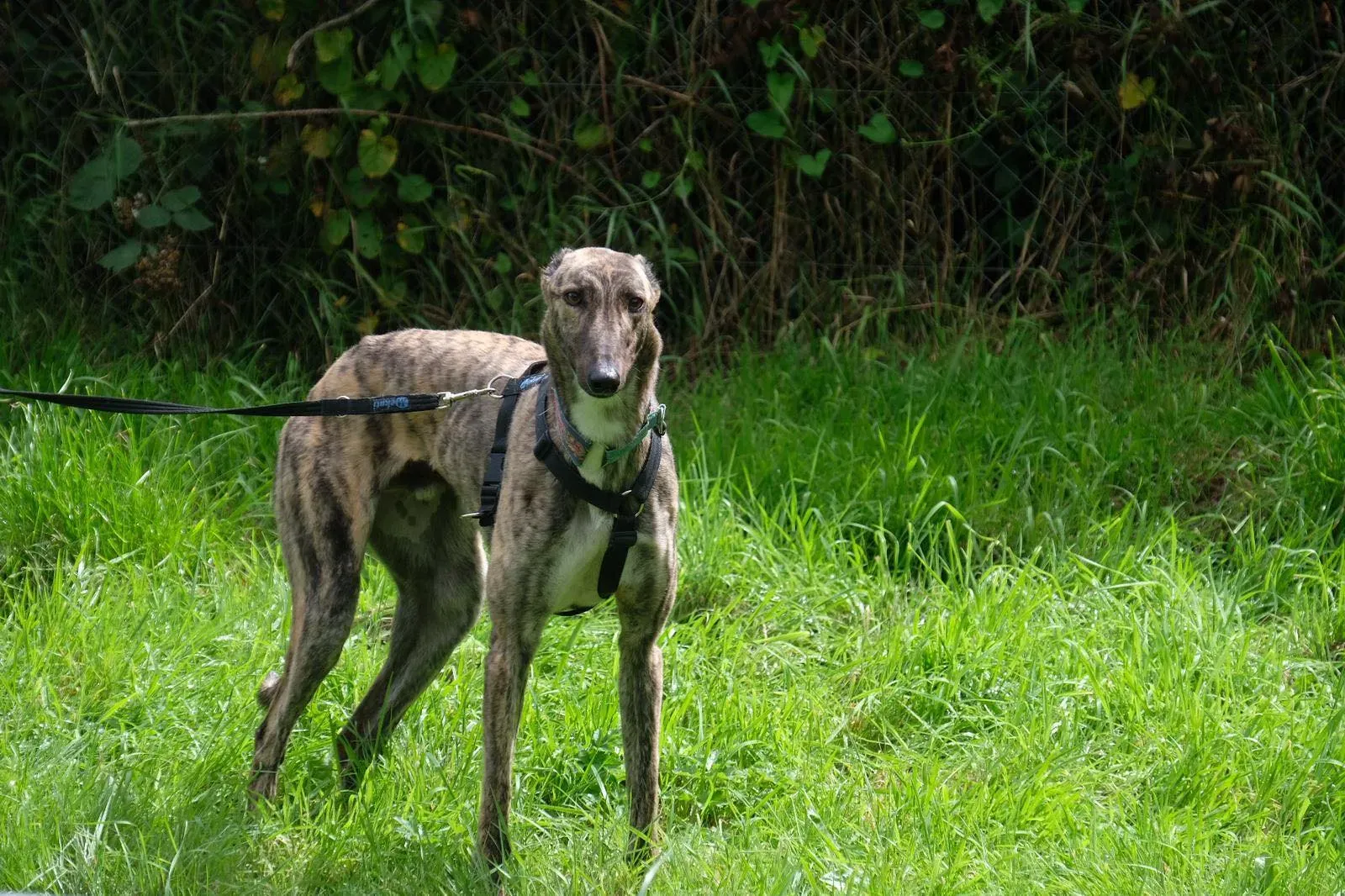 Nadal Greyhound Adozione levrieri 4