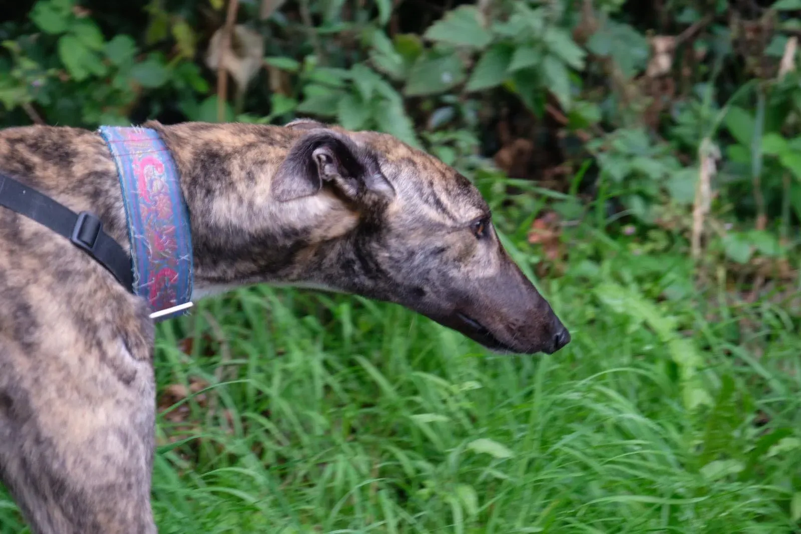 Nadal Greyhound Adozione levrieri 5