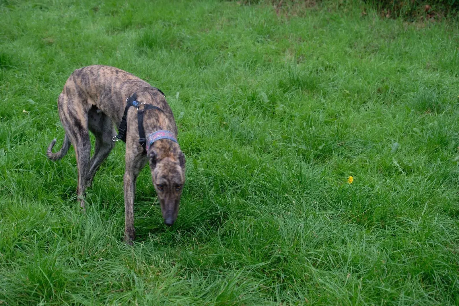 Nadal Greyhound Adozione levrieri 6