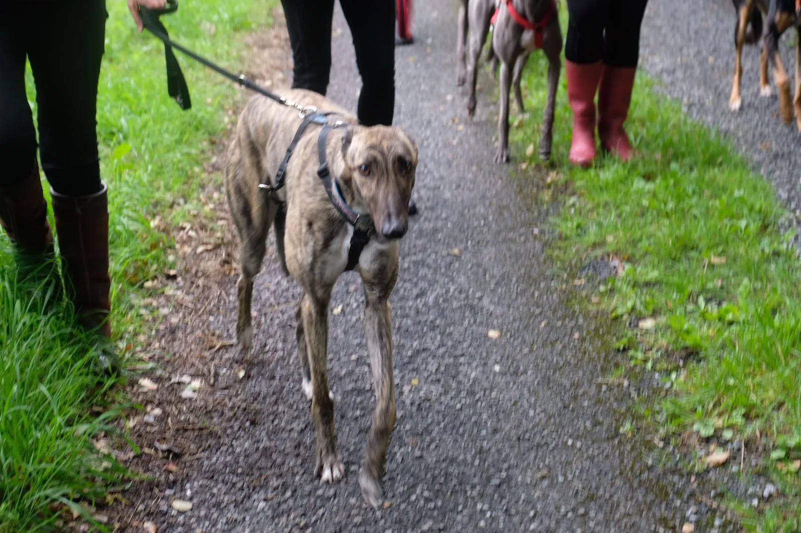 Nadal Greyhound Adozione levrieri 7