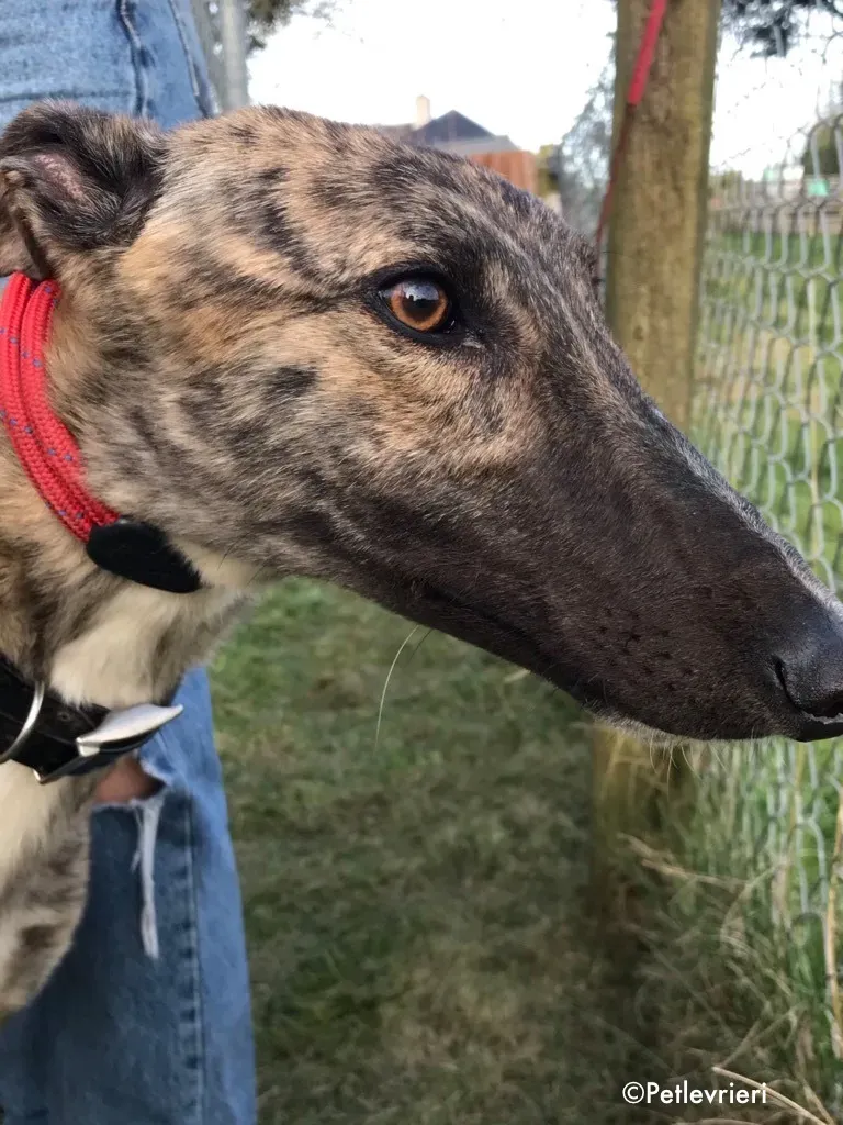 Nadal adozione levrieri greyhound 1