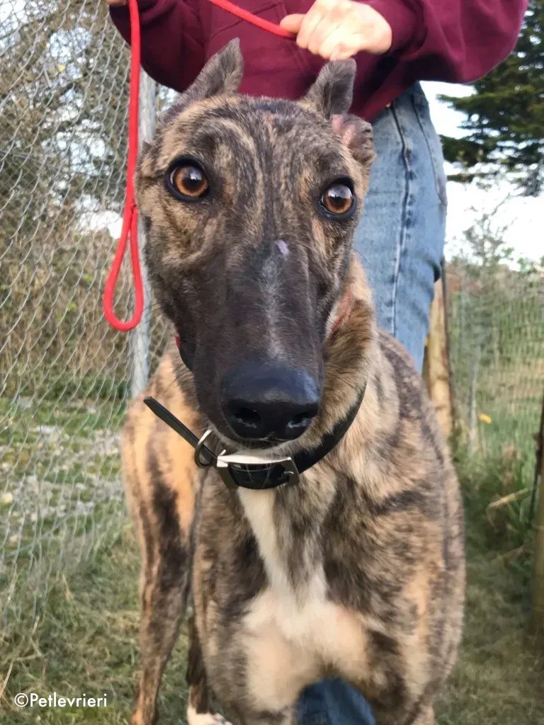 Nadal adozione levrieri greyhound 2