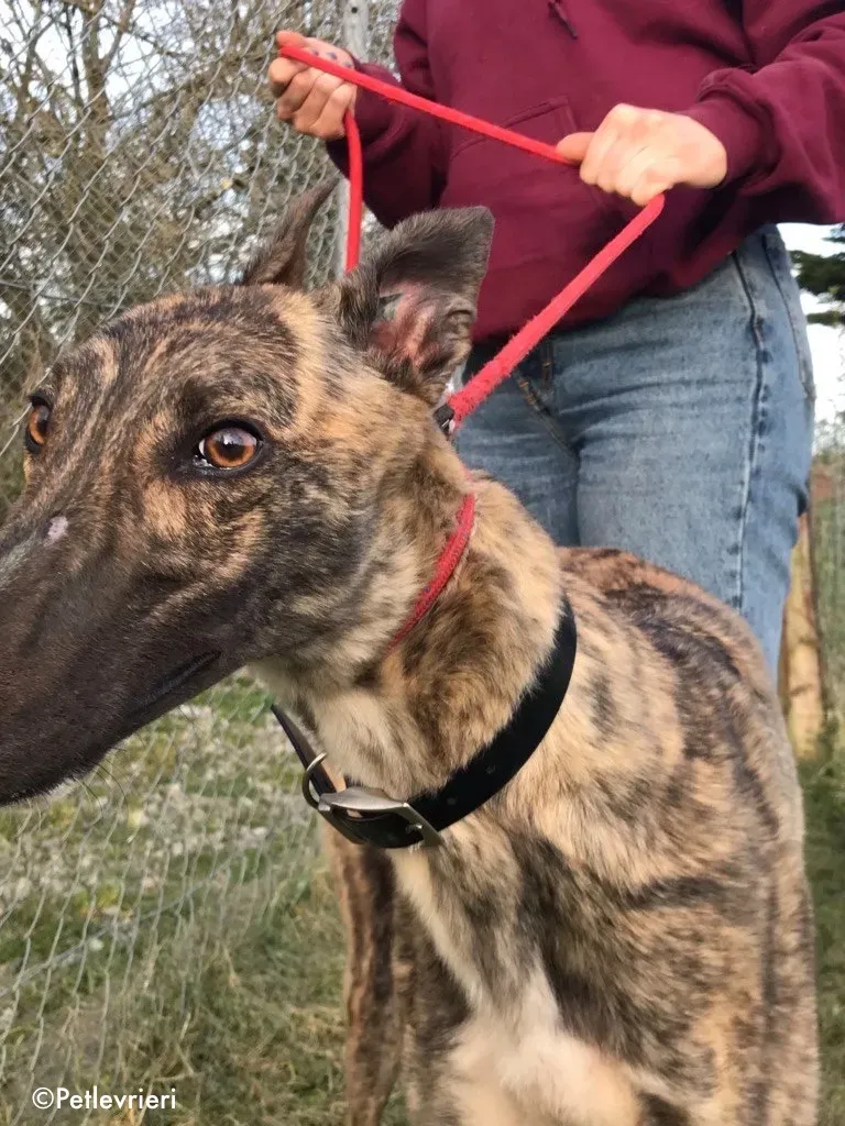 Nadal adozione levrieri greyhound 3