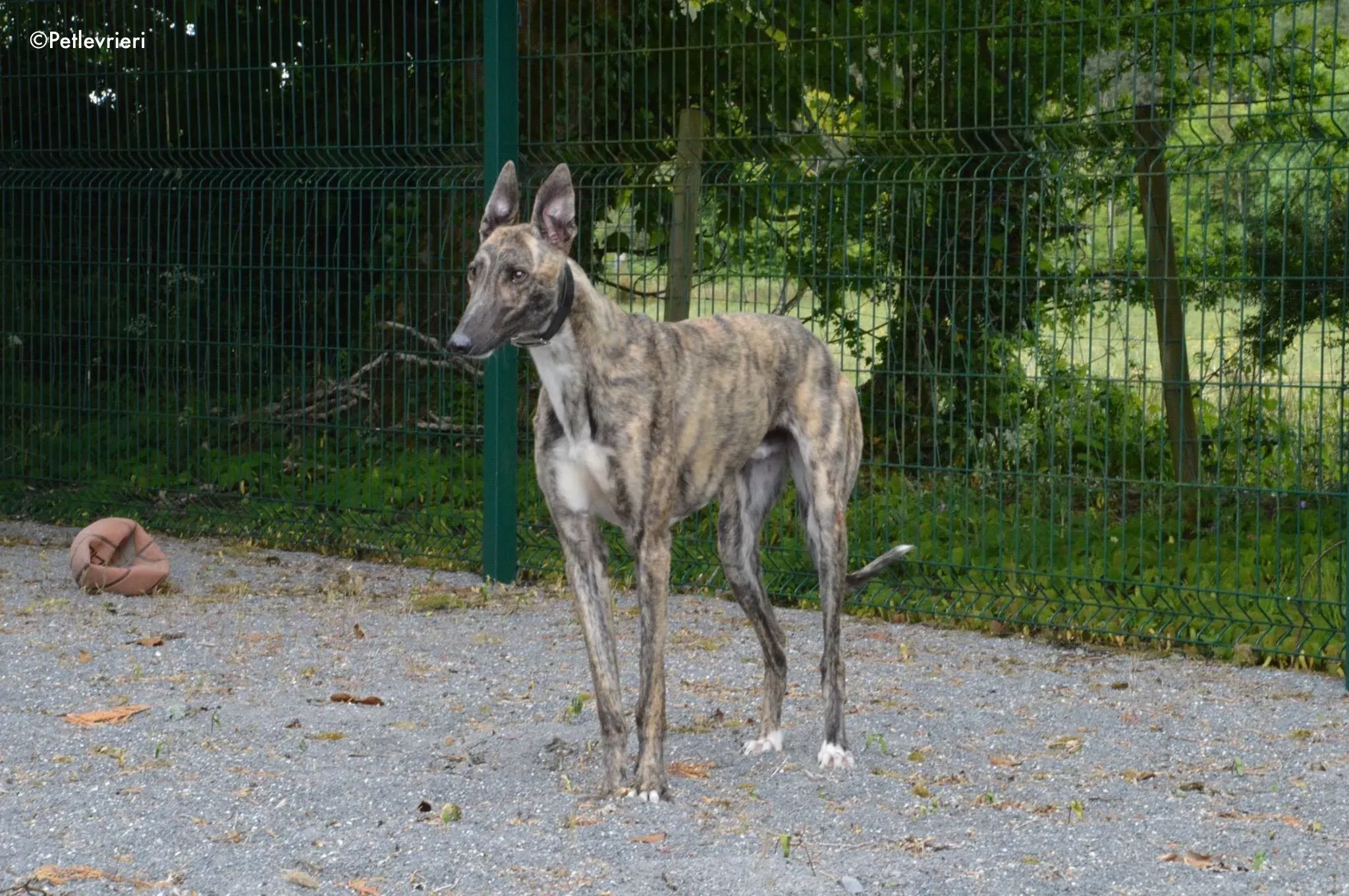 Nadal adozione levrieri greyhound 4