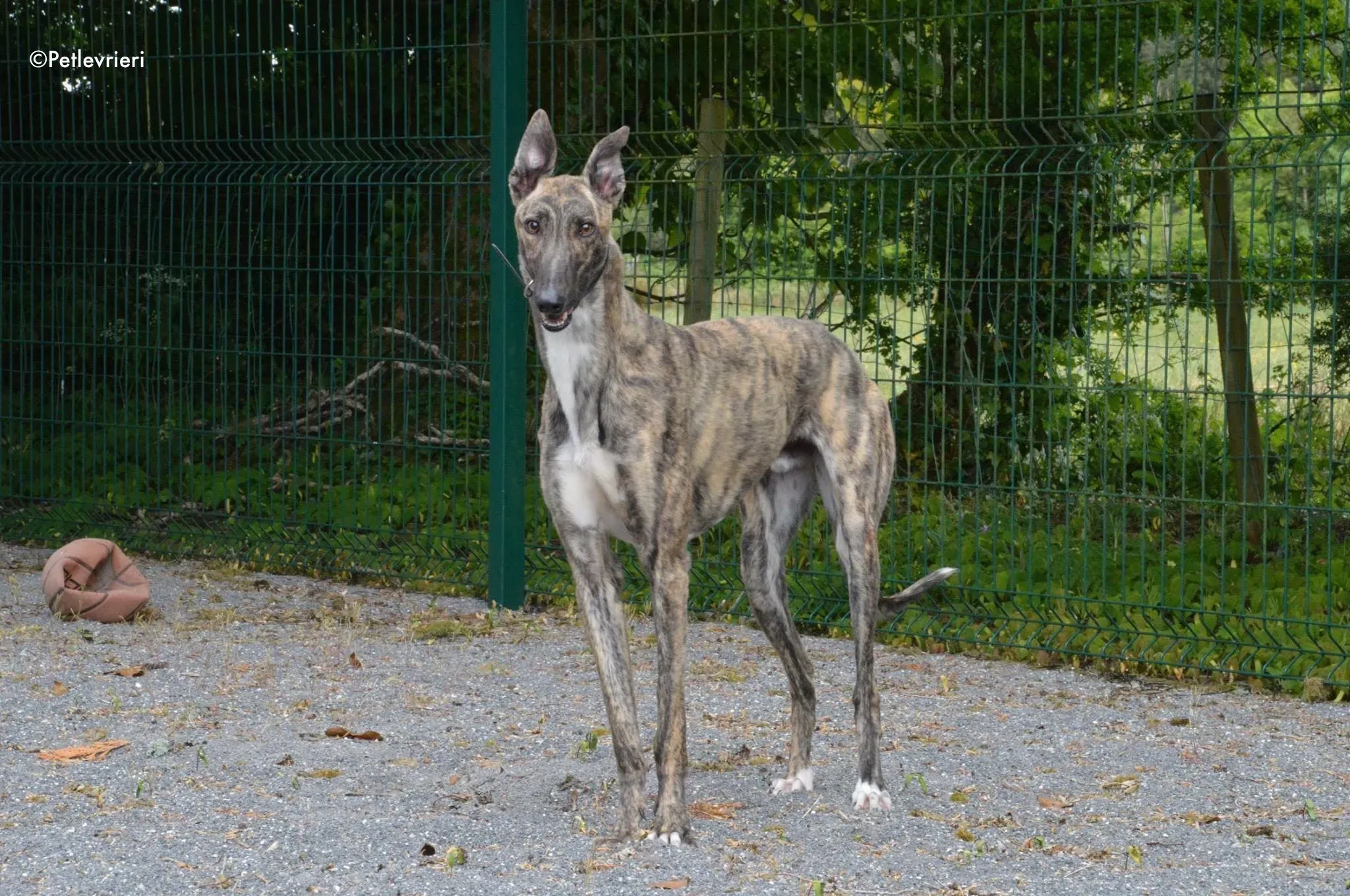 Nadal adozione levrieri greyhound 6