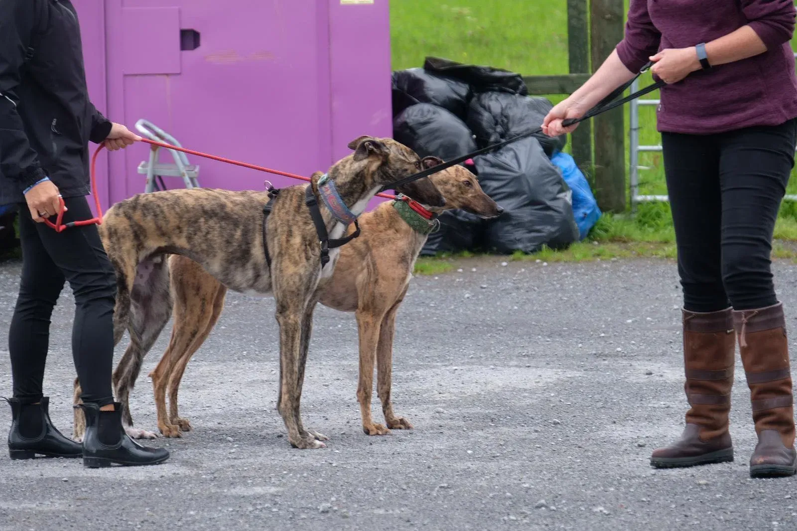 Nadal e Lucerne Greyhound Adozione levrieri 1
