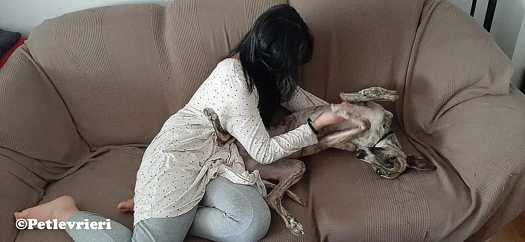 Nadia adozione levrieri galgo 01
