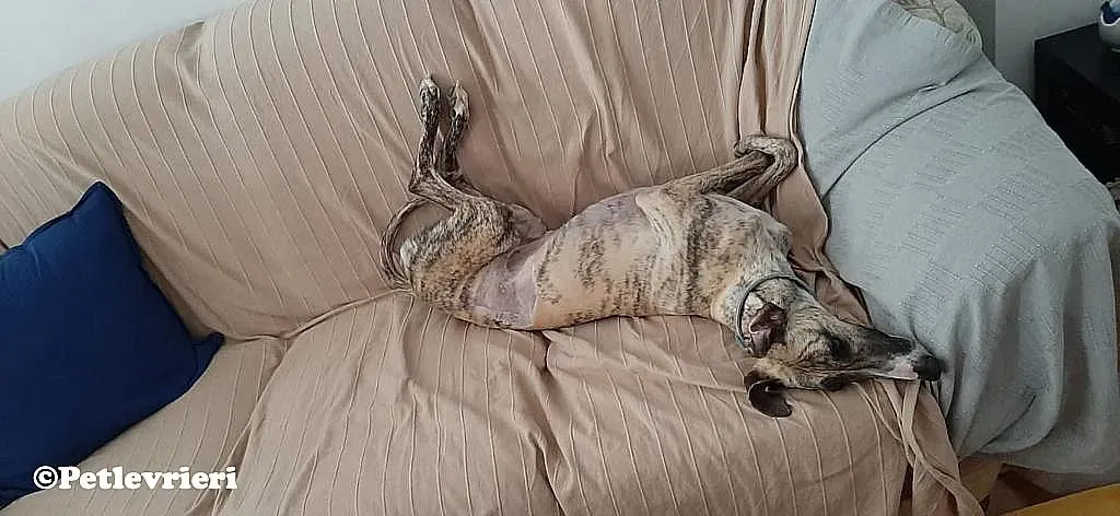 Nadia adozione levrieri galgo 03